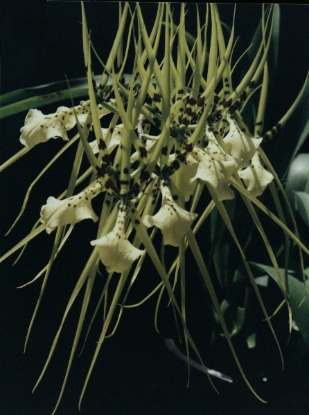 [Orchid]