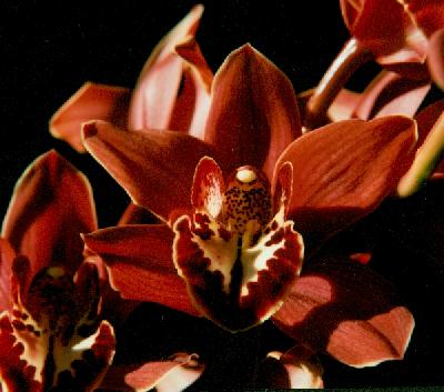 [Orchid]